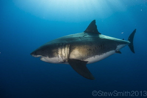 Female Great White of Guadalupe by Stew Smith 